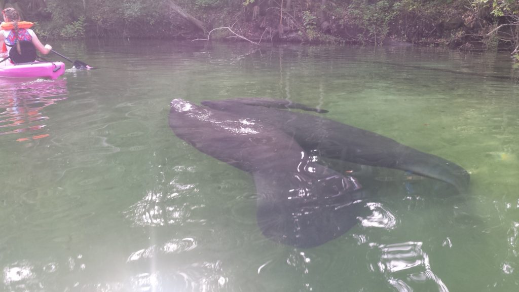 Florida Manatees At Blue Spring State Park Outdoor Fam Fun 8759