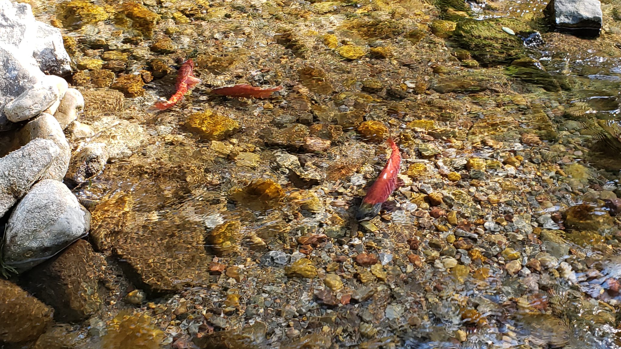 Salmon Run at Causey Reservoir, Utah Outdoor Fam Fun